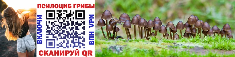 Галлюциногенные грибы Psilocybine cubensis как найти закладки Алагир